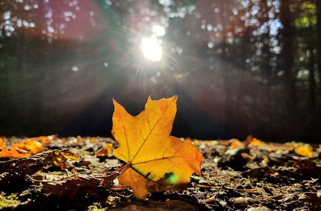 Unbersehbar: Der Herbst ist da. Vielleicht wird es ja noch golden?  | Foto: Patrick Seeger (dpa)