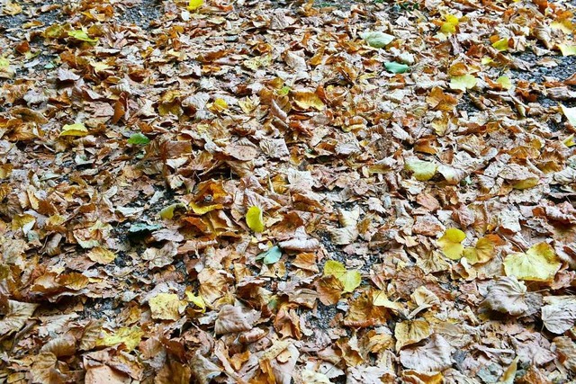 Herbstlaub mssen die Brger selbst entsorgen  | Foto: Ingo Schneider