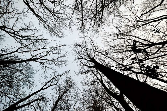 Das Eschentriebsterben hat auch Auswirkungen auf den Marcher Wald.  | Foto: Jens Kalaene