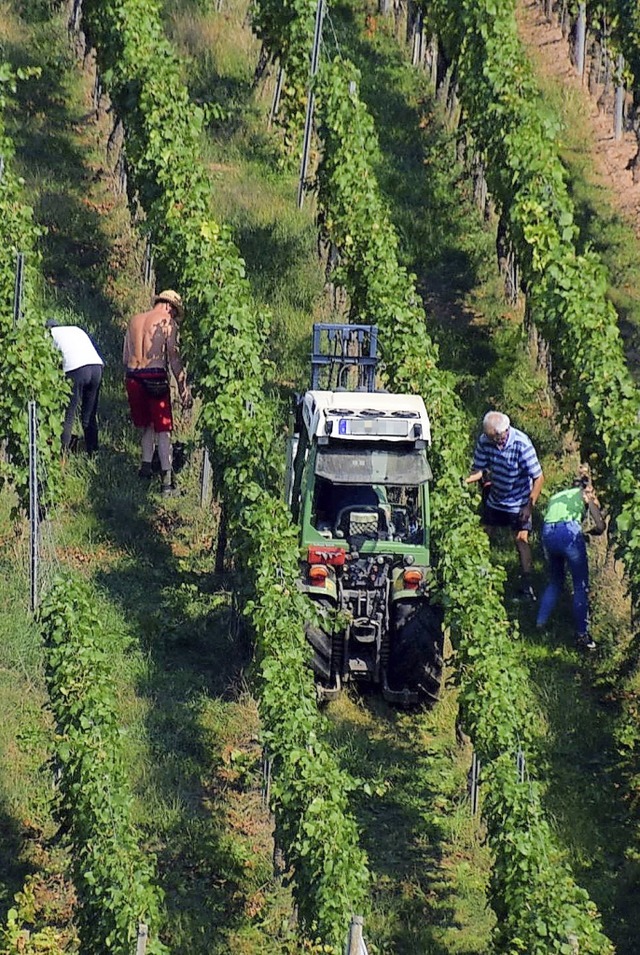 Die diesjhrige Weinlese fand im T-Shirt statt.   | Foto: Hubert Bleyer