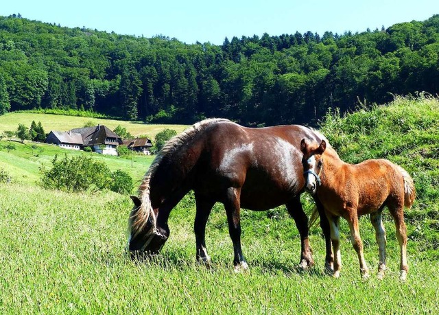 Pferde knnen durch das Jakobskreuzkraut chronische Lebervergiftungen erleiden.  | Foto: Hansjrg Vgele