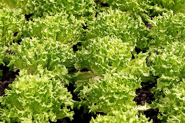 Im Herbst hat Endiviensalat Saison: Di...ter sind vitaminreich und sehr gesund.  | Foto: Andrea Warnecke (dpa)