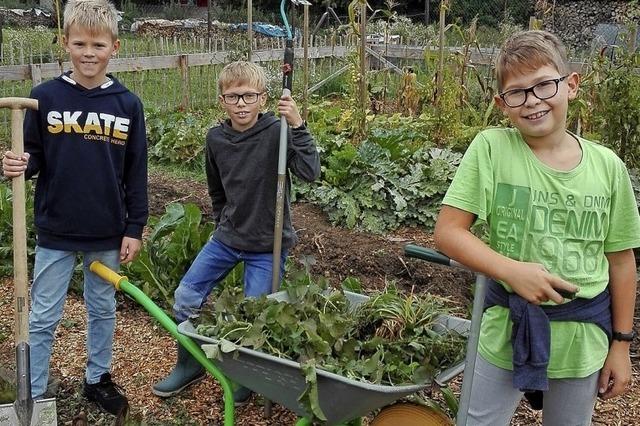 Erntetag auf dem Schulacker in Gutach