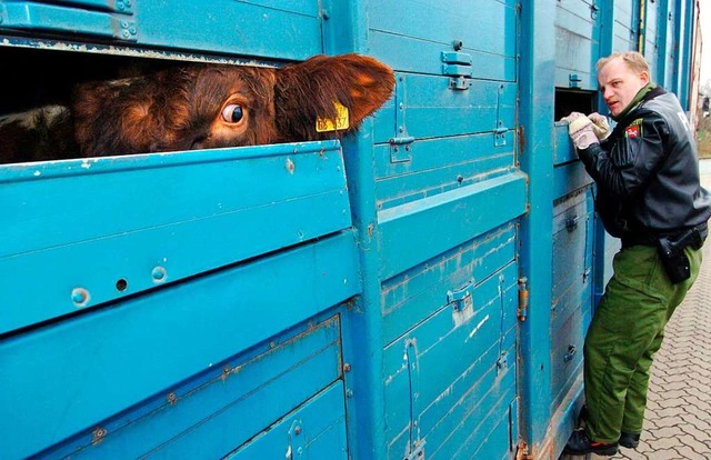 Ein Rind schaut durch den Lftungsschlitz eines Transporters.  | Foto: Hans-Jrgen_Wege