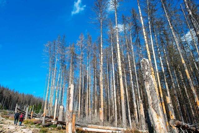 Dem Wald im Kreis Lrrach geht es schlecht