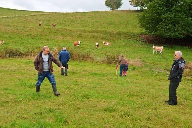 Rinder, die in die Landschaft passen