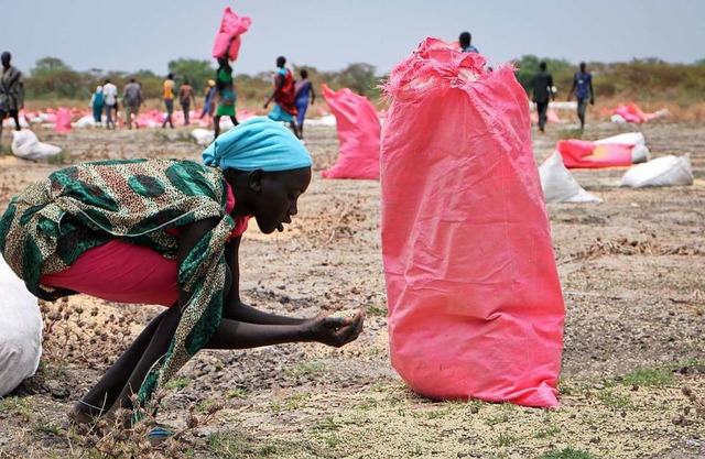 Eine  Frau im Sdsudan sammelt Hirse vom Boden auf.  | Foto: Sam Mednick (dpa)