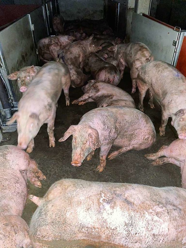 Aufnahmen misshandelter Schweine im Schlachthof Grtringen  | Foto: SOKO Tierschutz e.V. (dpa)