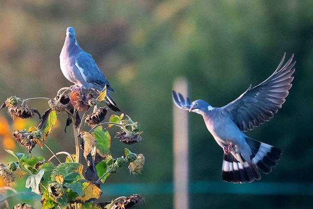 Tierschtzer wollen  Tauben in Rheinfe...erbots und den Bau eines Taubenhauses.  | Foto: Sebastian Gollnow (dpa)