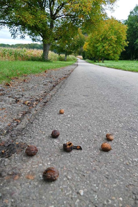 Darf man Nsse (wie hier bei Mappach) ...ich gehrt die Ernte dem Baumbesitzer.  | Foto: Victoria Langelott