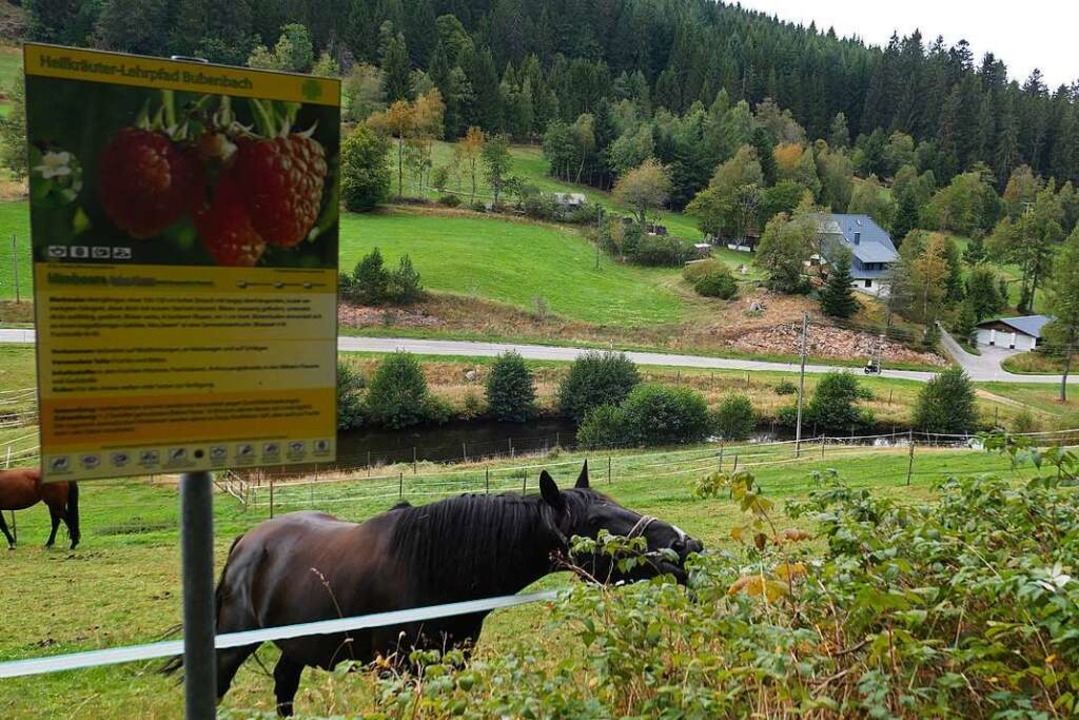 Auch an Pferdekoppeln entlang verläuft...äuterlehrpfad in Eisenbach-Bubenbach.   | Foto: Eva Korinth
