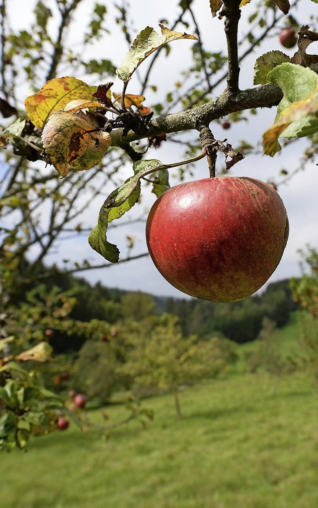 Die Stadt Ettenheim startet ein neues ...g der Kulturlandschaft Streuobstwiese.  | Foto: Patrick Seeger (dpa)