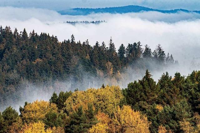 Entspannen in der Natur: Der Wald steht still und schweigt nicht immer