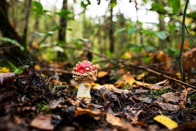 Nicht alles, was im Wald wchst, schme... ist, umso besser fr Natur und Klima.  | Foto: Bernd Thissen (dpa)