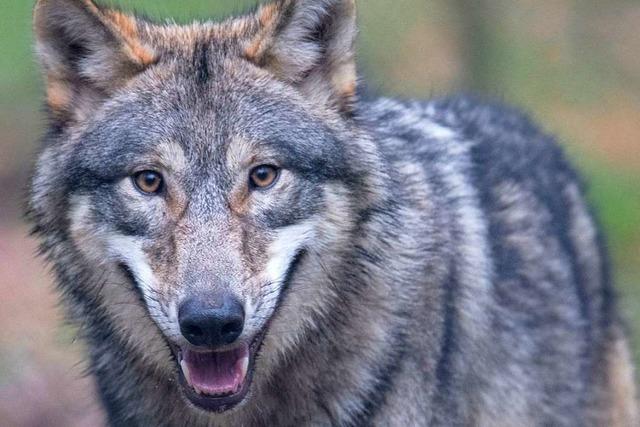 Sechs Wlfe fliehen aus einem Wildgehege in Sdfrankreich