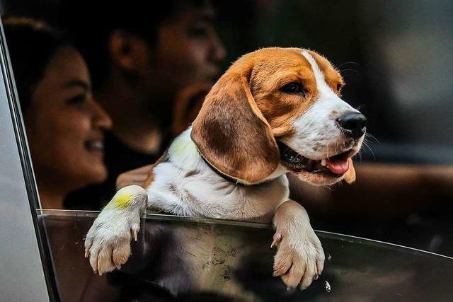 Grenzach-Wyhlen will die Hundesteuer erhhen