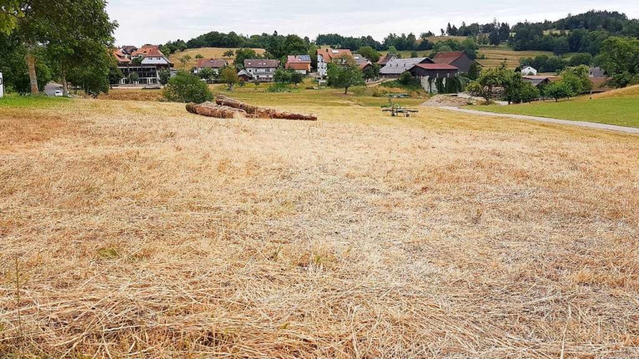 Vllig ausgedrrte Weide im Juli 2020 ...eitet den Landwirten zunehmend Sorgen.  | Foto: Gerald Nill