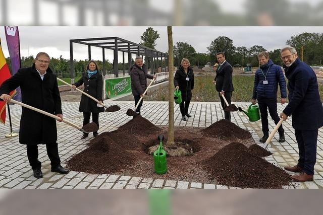 Mit neuem Baum in die Pflanz-Phase