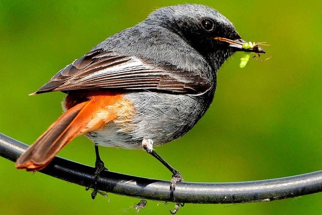 Ein Hausrotschwanz mit Beute im Schnabel  | Foto: VDN/Siegfried A. Walter