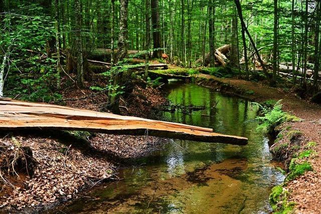 Wie der Bayerische Wald zum Vorreiter der Umweltschutzbewegung wurde