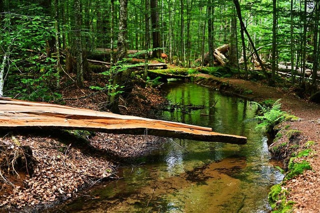 Ursprnglich und vielfltig ist die Natur im   Nationalpark Bayerischer Wald.  | Foto: Klaus Rose via www.imago-images.de