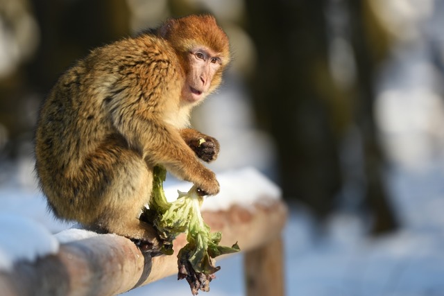 Klte und Schnee machen den Affen nich...n aus dem Atlasgebirge in Nordafrika.   | Foto: Felix Kstle