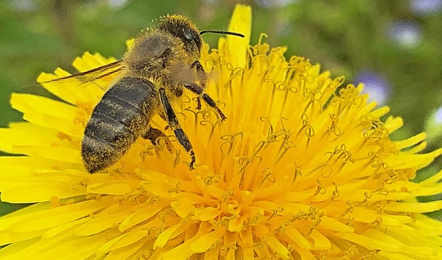 Fr  &#8222;Rettet die Bienen&#8220; hat sich der BUND engagiert.   | Foto: Helmut Seller