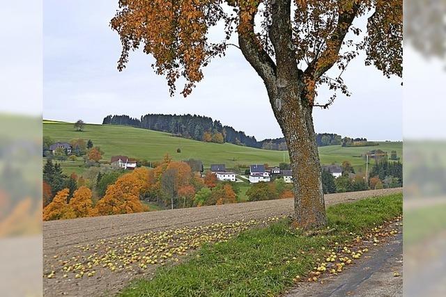 GANZ NEBENBEI: Obst gibt es im berfluss