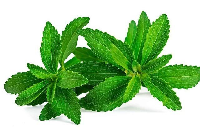 Stevia besticht mit geballter Skraft – auch ohne groen Hype