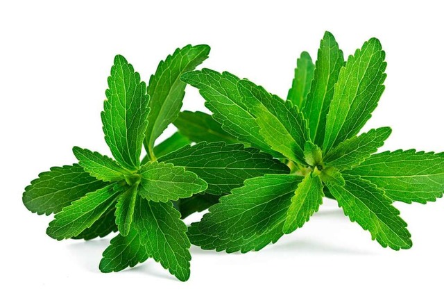 Aus dieser Pflanze wird Stevia gewonnen.  | Foto: Scisetti Alfio (stock.adobe.com)
