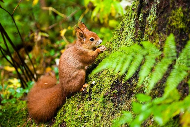 Cleveres Eichhrnchen: Erst Nsse stibitzen und sich dann am Baum verstecken.  | Foto: Anita Fertl