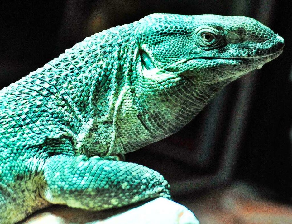 Was ist ein Waran? Erklär's mir Badische Zeitung