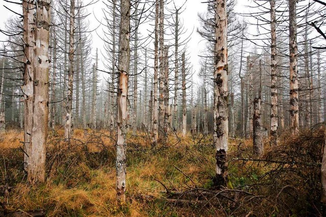 Abgestorbene Fichten zeigen, dass es dem Wald nicht gut geht.  | Foto: Swen Pfrtner (dpa)