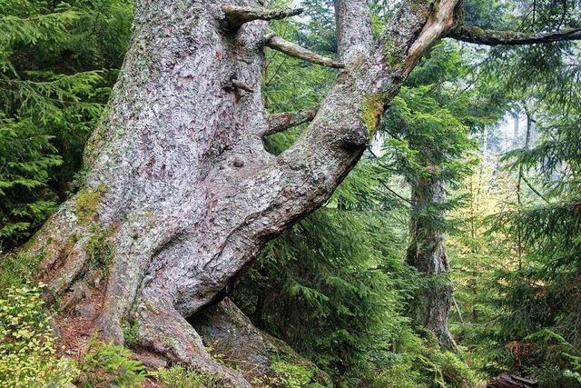 Warum gibt es einen Nationalpark?