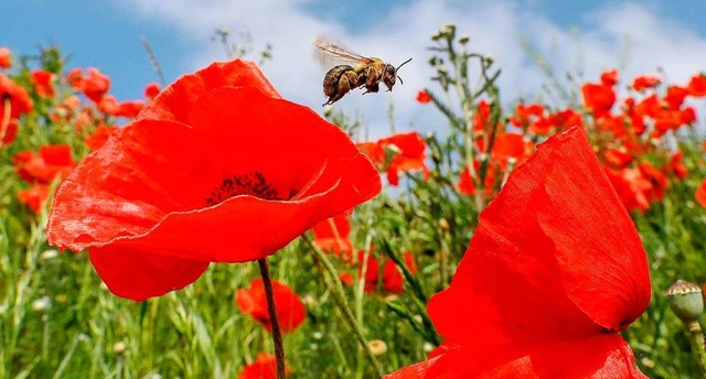 Blhende Wiesen sind das A und O, wenn Bienen gengend Nahrung finden sollen.  | Foto: Thomas Warnack