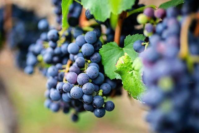 Beim Bio-Weinbau helfen resistente Rebsorten aus Freiburg