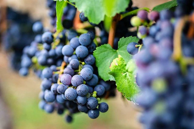 Auch der Weinbau muss umdenken &#8211; und vermehrt auf Spritzmittel verzichten  | Foto: Christoph Schmidt (dpa)