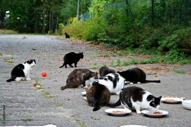 Streunende Katzen sollen durch eine Verordnung besser geschtzt werden.  | Foto: Privat