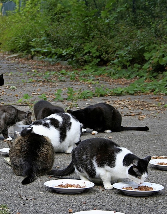 Streunende Katzen sollen durch eine Verordnung besser geschtzt werden.   | Foto: Privat