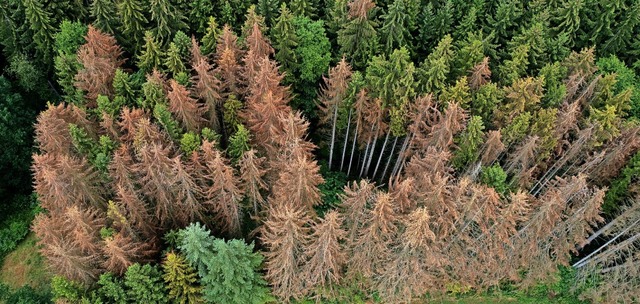 Auch in Sdbaden und im Schwarzwald le...mmer mehr Bume unter dem Klimawandel.  | Foto: Thomas Frey