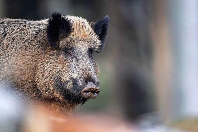 75.000 Wildschweine erlegt – hohe Zahl hat mit Tierseuche und Klima zu tun