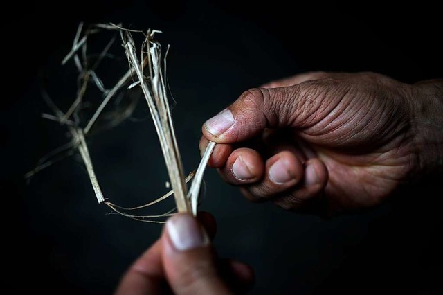 In den Stngeln liegen die Fasern, die herausgebrochen werden mssen.   | Foto: PHILIPPE LOPEZ