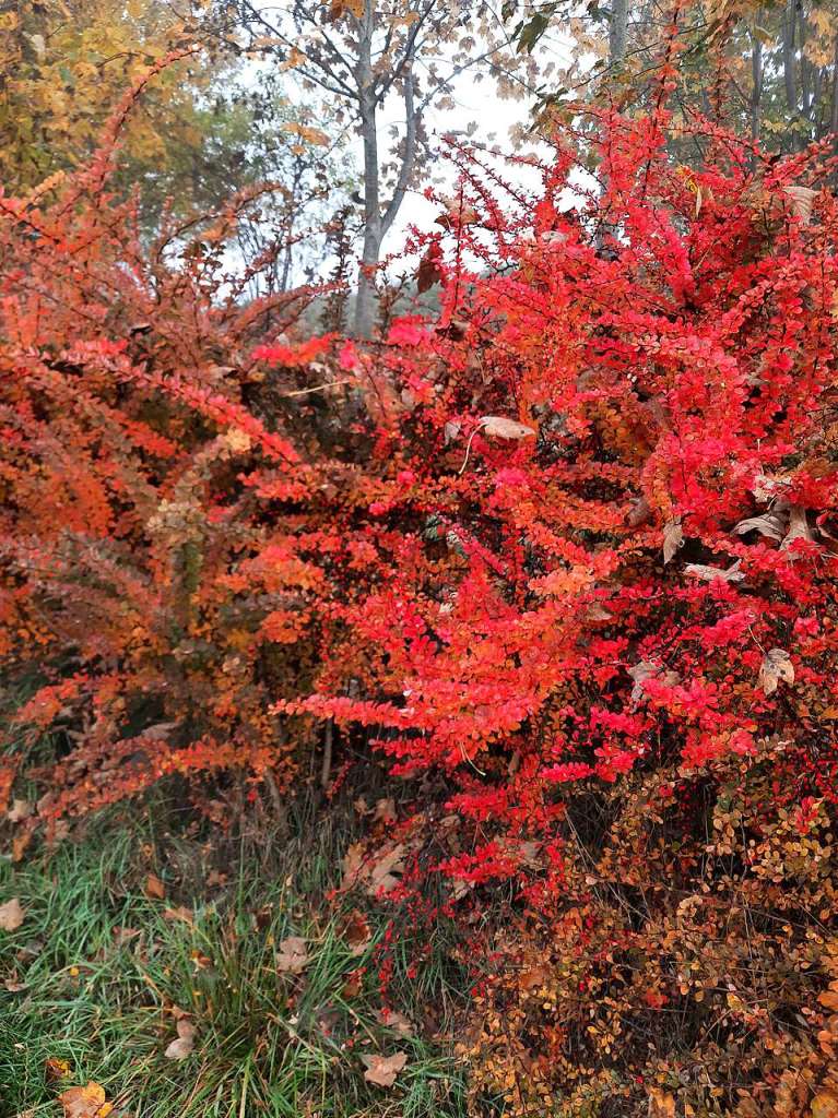 Farben tanken vor dem Frost: der Herbst im Hochschwarzwald