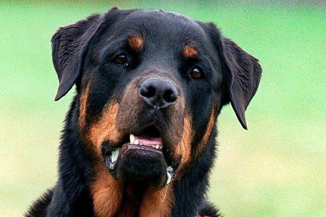 Rottweiler soll Jogger ins Handgelenk gebissen haben