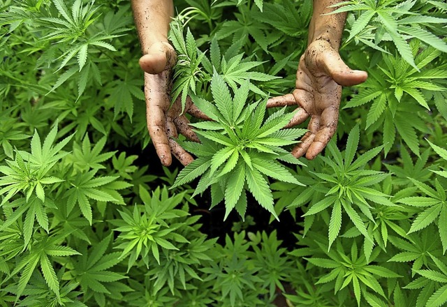 Cannabis-Pflanzen hatte der Verurteilte in seiner Wohnung gezchtet.  | Foto: ABIR SULTAN