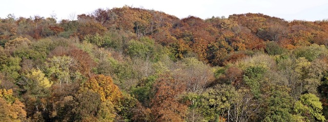 So schn der Herbst auch ist, er zeigt...ete, kranke Bume es inzwischen gibt.   | Foto: Rolf Reimann