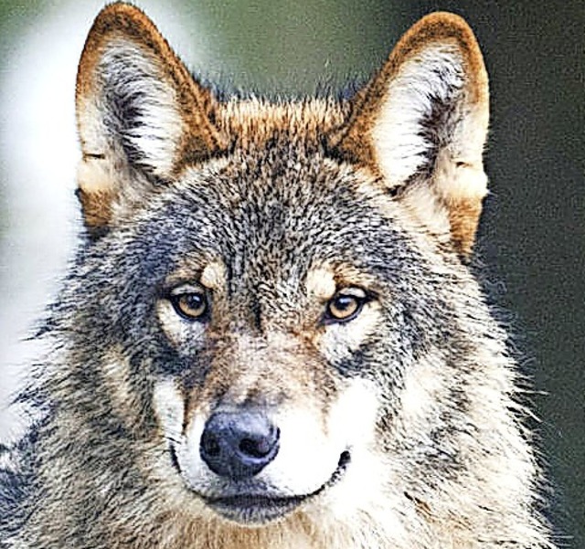 Im Blick: der Wolf  | Foto: Bernd Thissen (dpa)