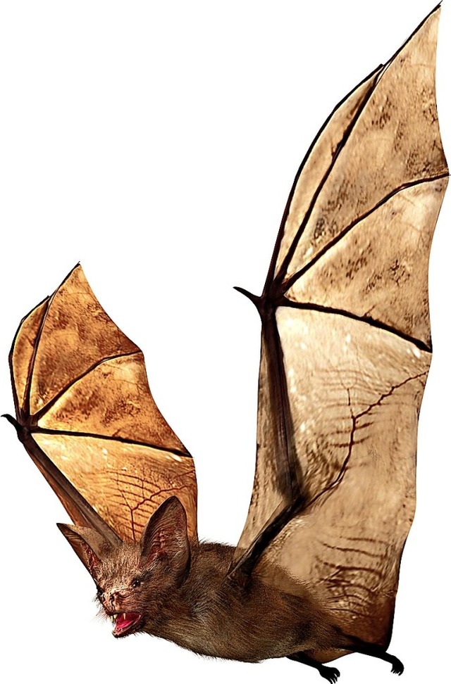 Vampirfledermaus  | Foto: G3D Studio  (stock.adobe.com)