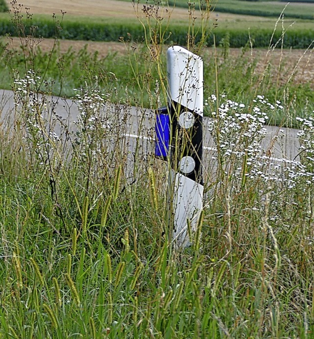 Auch  Straenrnder mit ihrem Grn kn...Insekten sein, vertritt eine Leserin.   | Foto: Victoria Langelott