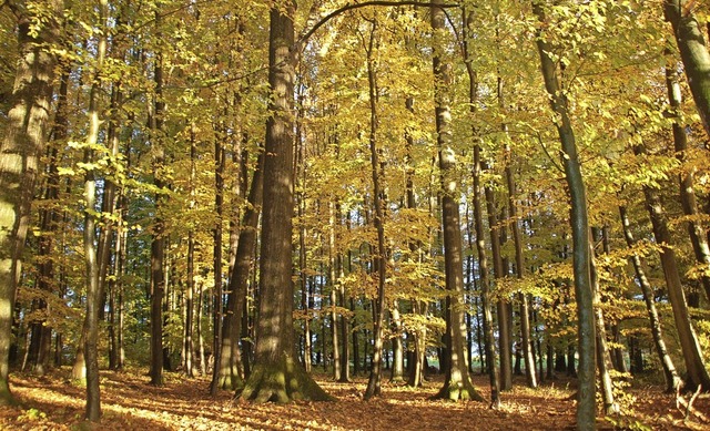 Der Wald ist als Naherholungsgebiet  u...an nicht etwas davon verkaufen solle.   | Foto: Petra Wunderle